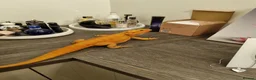 Bearded Dragon reptiles for sale: Tango in Lincoln - Advert 6