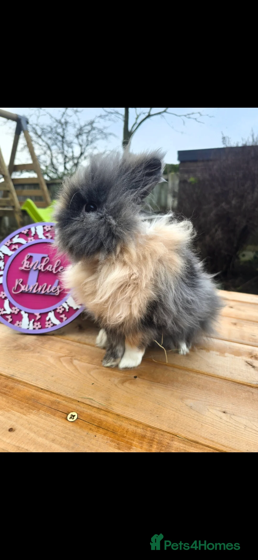 Lionhead rabbits for sale: Double Mained Lionheads Ready For Reserve  - Advert 8