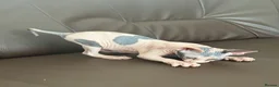 Sphynx cats for sale: sphynx kittens for sale - Advert 4