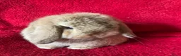 Mini Lop rabbits for sale: Adorable Pure Mini Lop Rabbits  - Advert 5