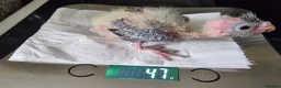 Cockatiels birds for sale: Baby Cockatiel, friendly and tame. Fully weaned.   in Port Talbot - Advert 5