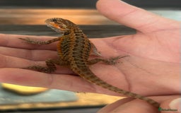 Bearded Dragon reptiles for sale: 15 Baby dearded dragons - Image 4