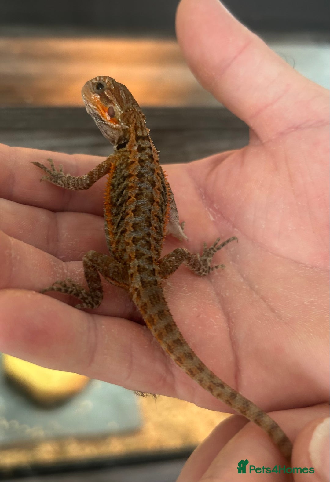 Bearded Dragon reptiles for sale: 15 Baby dearded dragons - Image 4