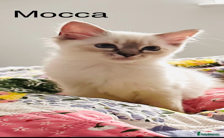 Ragdoll cats - Advert 2