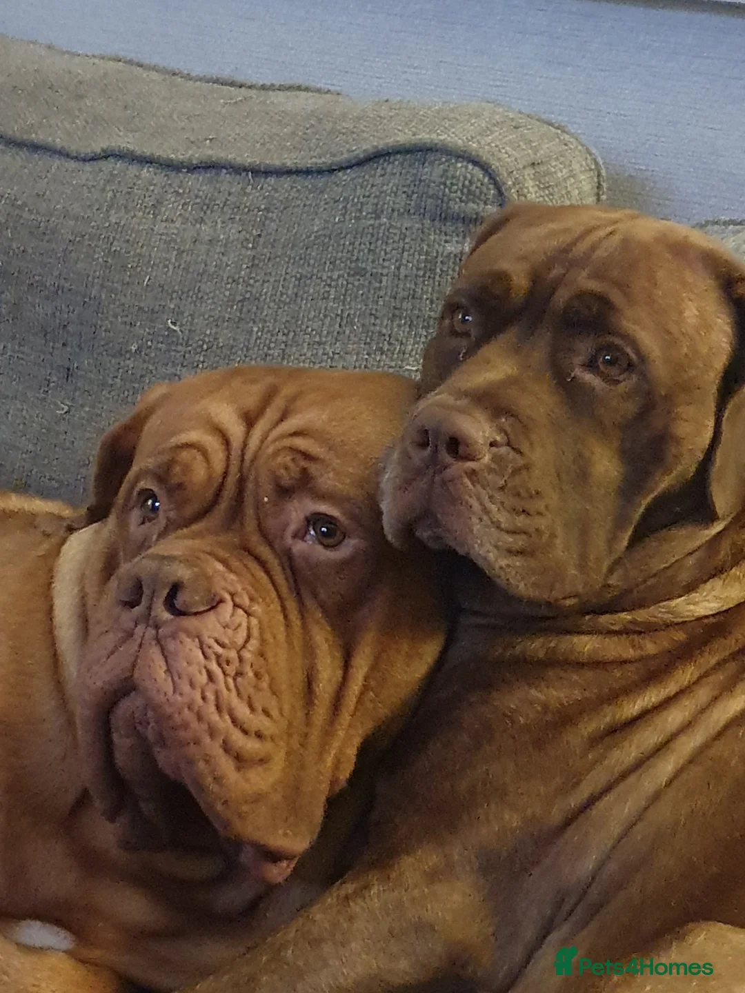 Mixed Breed dogs for sale: Beautiful American bulldog / douge de bordeaux  - Advert 2