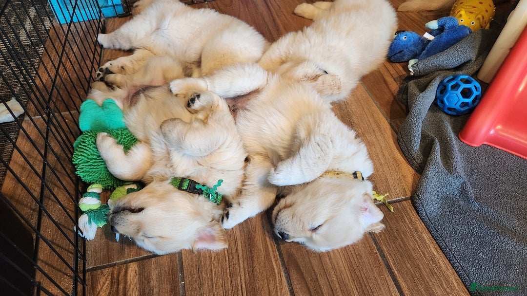 Golden Retriever dogs for sale: 7 Litter Of Golden Retrevier Pups Ready Now. - Image 3
