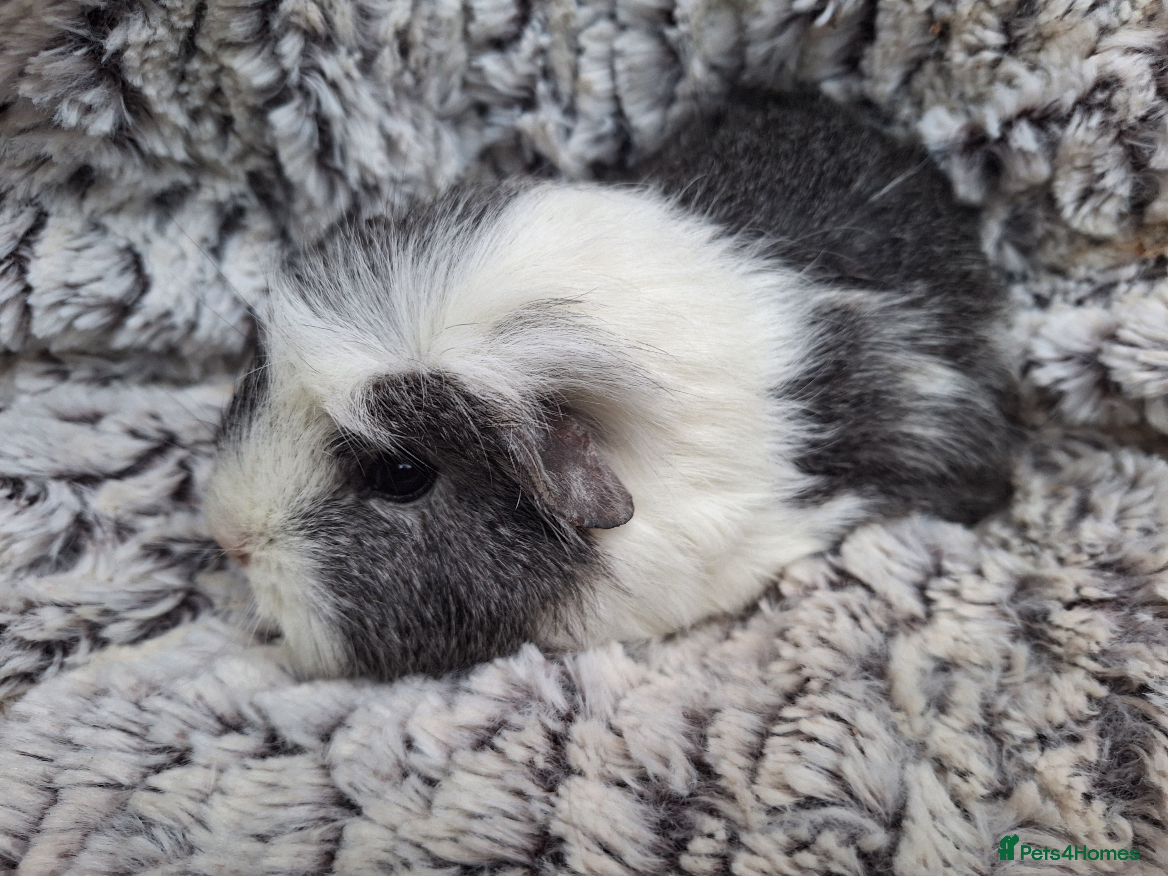 Guinea Pig rodents Beautiful guinepig pups - Advert 14