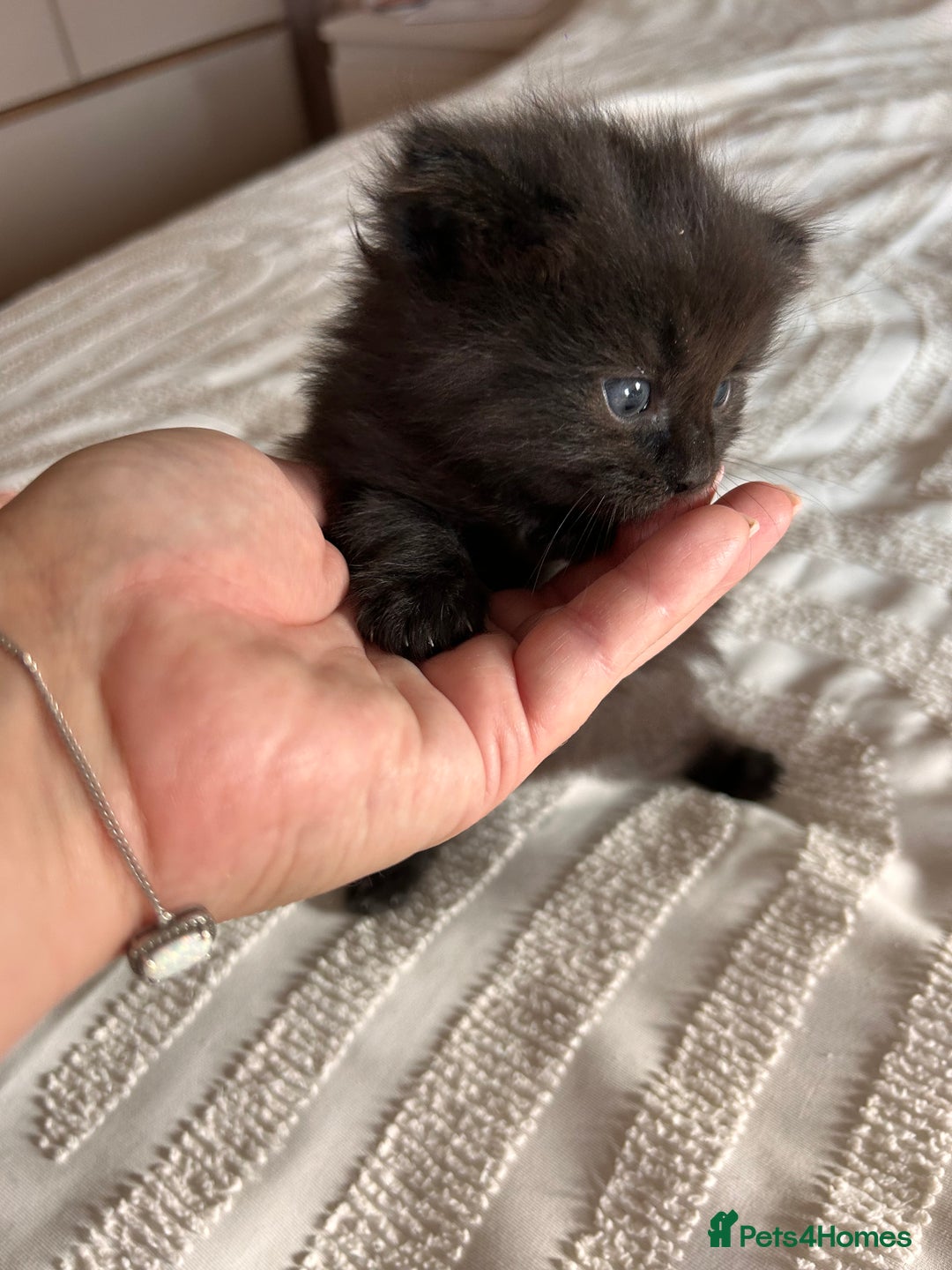 Ragdoll cats for sale: Gorgeous fluffy Ragdoll x kitten  - Image 8