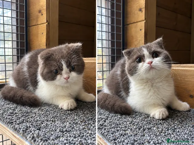 British Shorthair cats for sale: BSH KITTENS 🤎💙 - Advert 24