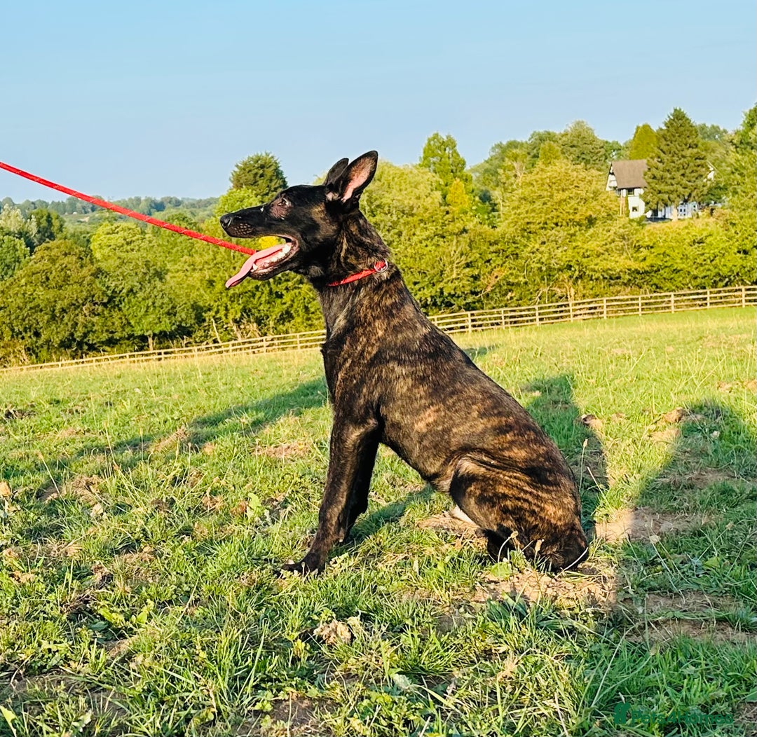 Belgian Shepherd Dog dogs for sale: Belgian Malinois / Dutch Herder  - Image 8