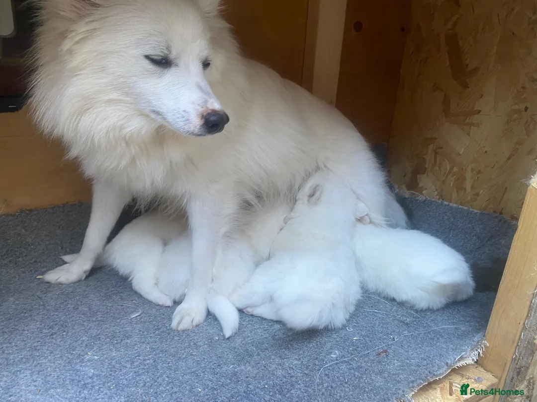 Mixed Breed dogs for sale: Mixed Italian Volpino - Advert 7