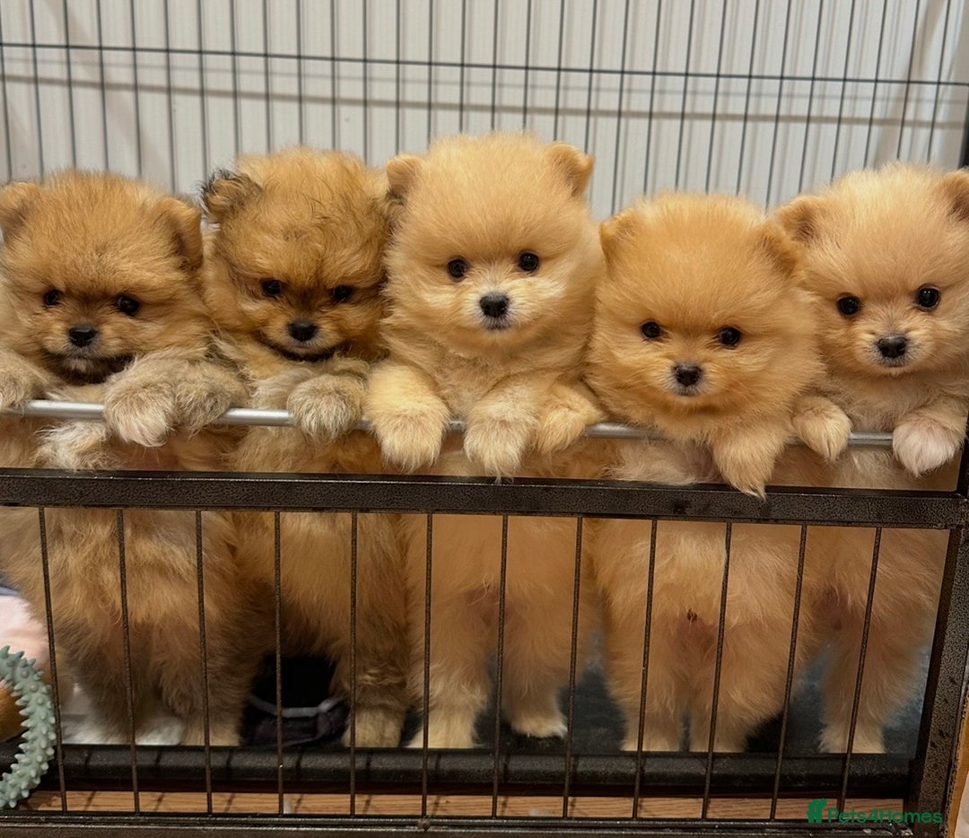 Pomeranian dogs for sale: Pomeranian teddy bear face puppies🐶 - Advert 4