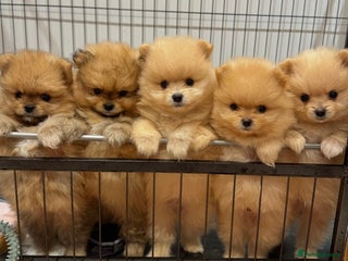 Pomeranian dogs Pomeranian teddy bear face puppies🐶 - Advert 8