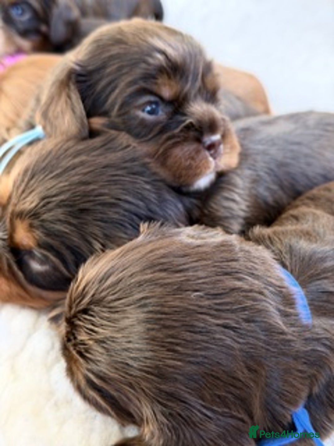 Cavalier King Charles Spaniel dogs for sale: Chocolate and tan Cavalier king charles - Advert 3