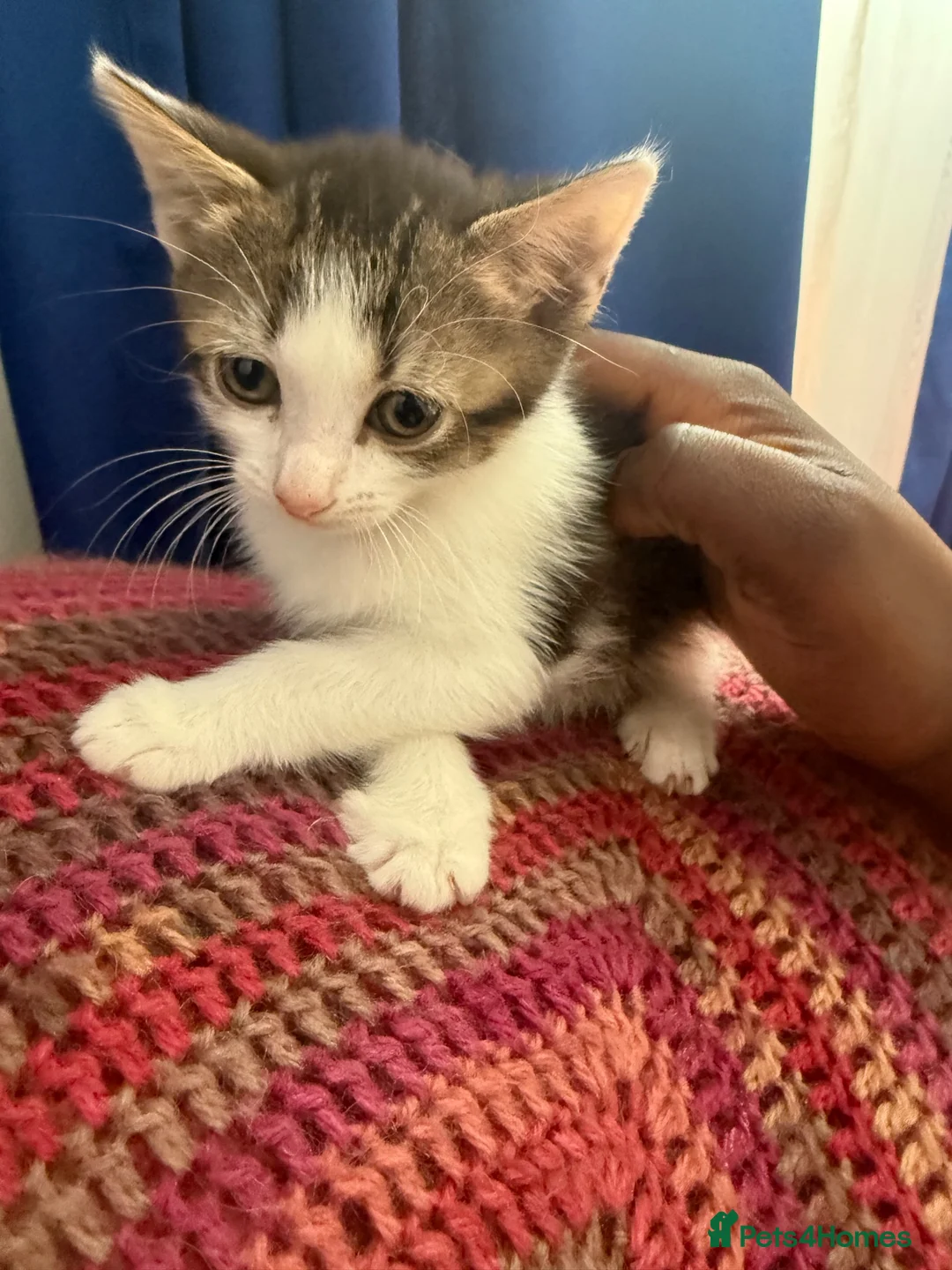 Mixed Breed cats for sale: Cats for sale  in Birmingham - Advert 2