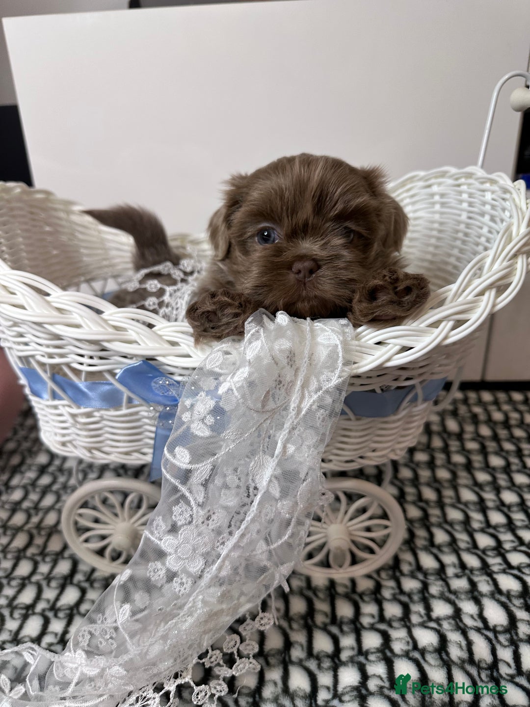Shih Tzu dogs for sale: Exquisite KC Doll Faced Imperials (LILAC/CHOC) 🎀 - Image 4