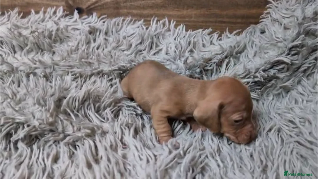 Miniature Dachshund dogs for sale: Mini Dachshund Puppies KC Ready start of March 🐾 - Advert 19