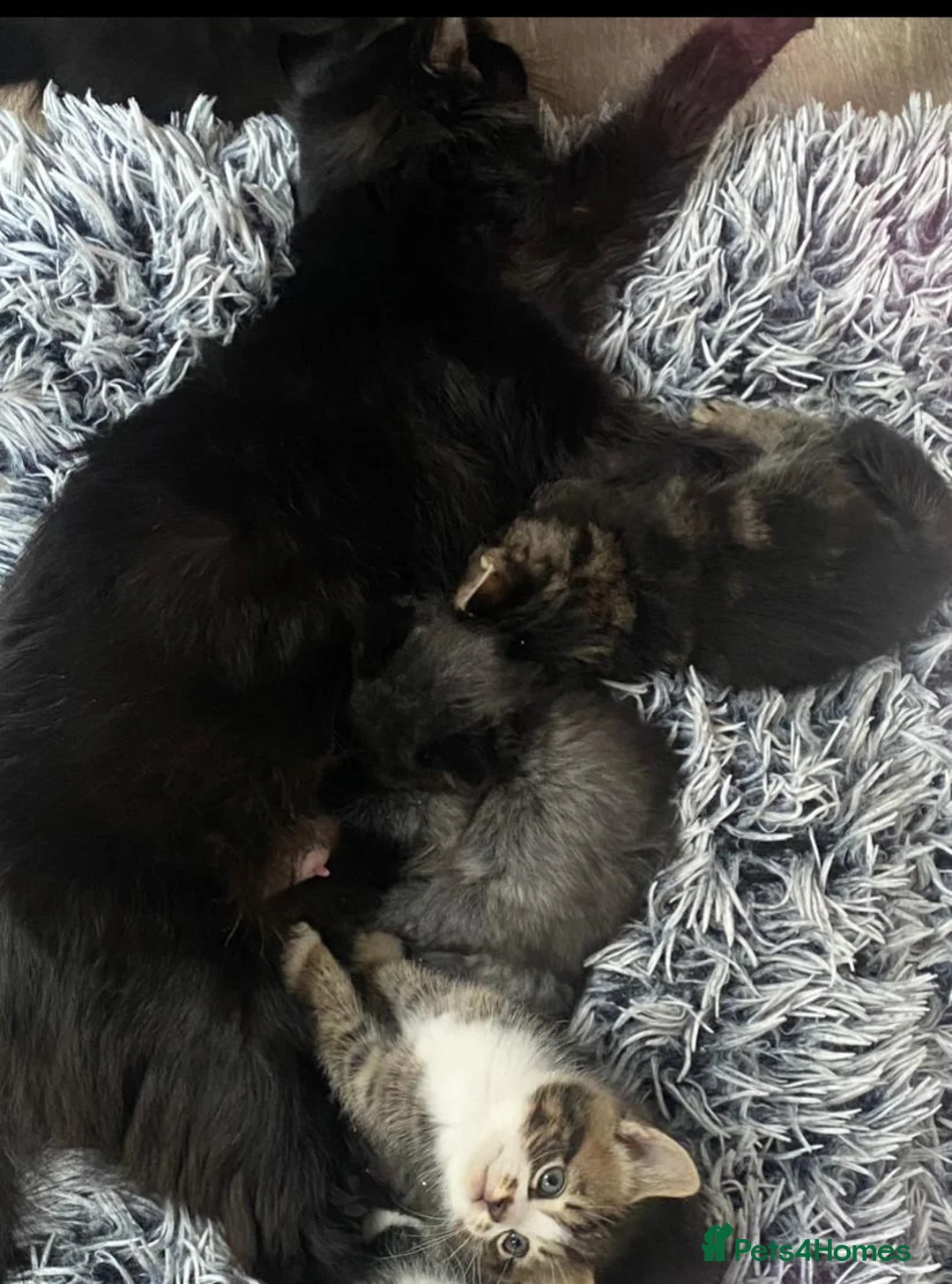 Mixed Breed cats for sale: Lovely kittens for sale - Advert 2