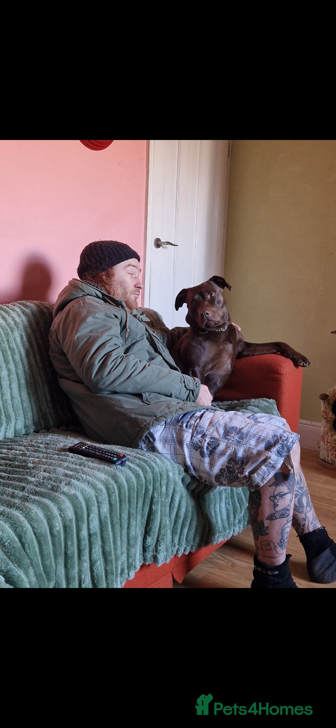 Mixed Breed dogs for sale: Doberman/labrador x american bulldog/english staff - Advert 32