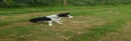 Border Collie dogs for sale: Border collie dogs for sale  in Machynlleth - Advert 10