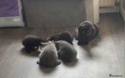 Mixed Breed cats for sale: ADORABLE LITTER GIRLS - Image 2