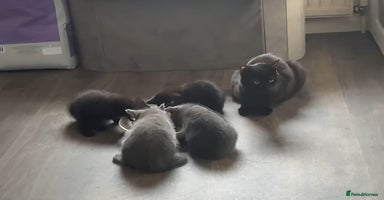 Mixed Breed cats - Advert 4