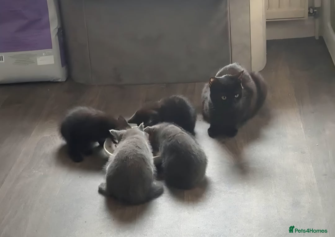 Mixed Breed cats for sale: ADORABLE LITTER GIRLS - Image 2