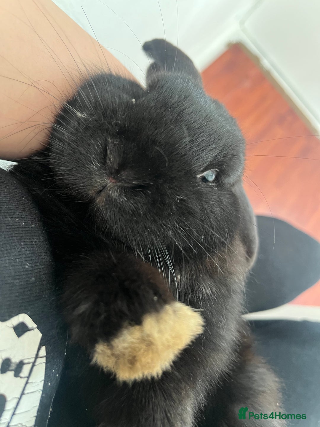 French Lop rabbits for sale: Bunny - Advert 1