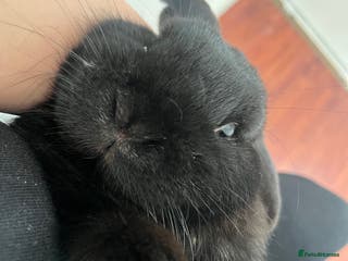 French Lop rabbits Bunny - Advert 4