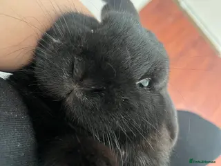 French Lop rabbits Bunny - Advert 6