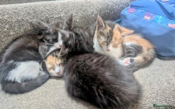 Maine Coon cats for sale: 😽 Cuddly Maine coon kittens 😽 in Preston - Image 2