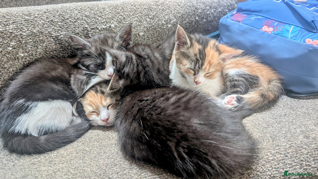 Maine Coon cats for sale: 😽 Cuddly Maine coon kittens 😽 in Preston - Image 2