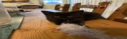 British Shorthair cats for sale: Short/Long Haired Tabby Kittens  - Advert 14