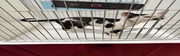 Devon Rex cats for sale: 2026 Devon Rex litters  - Advert 3