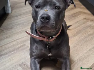 Mixed Breed dogs Female puppies - Advert 1