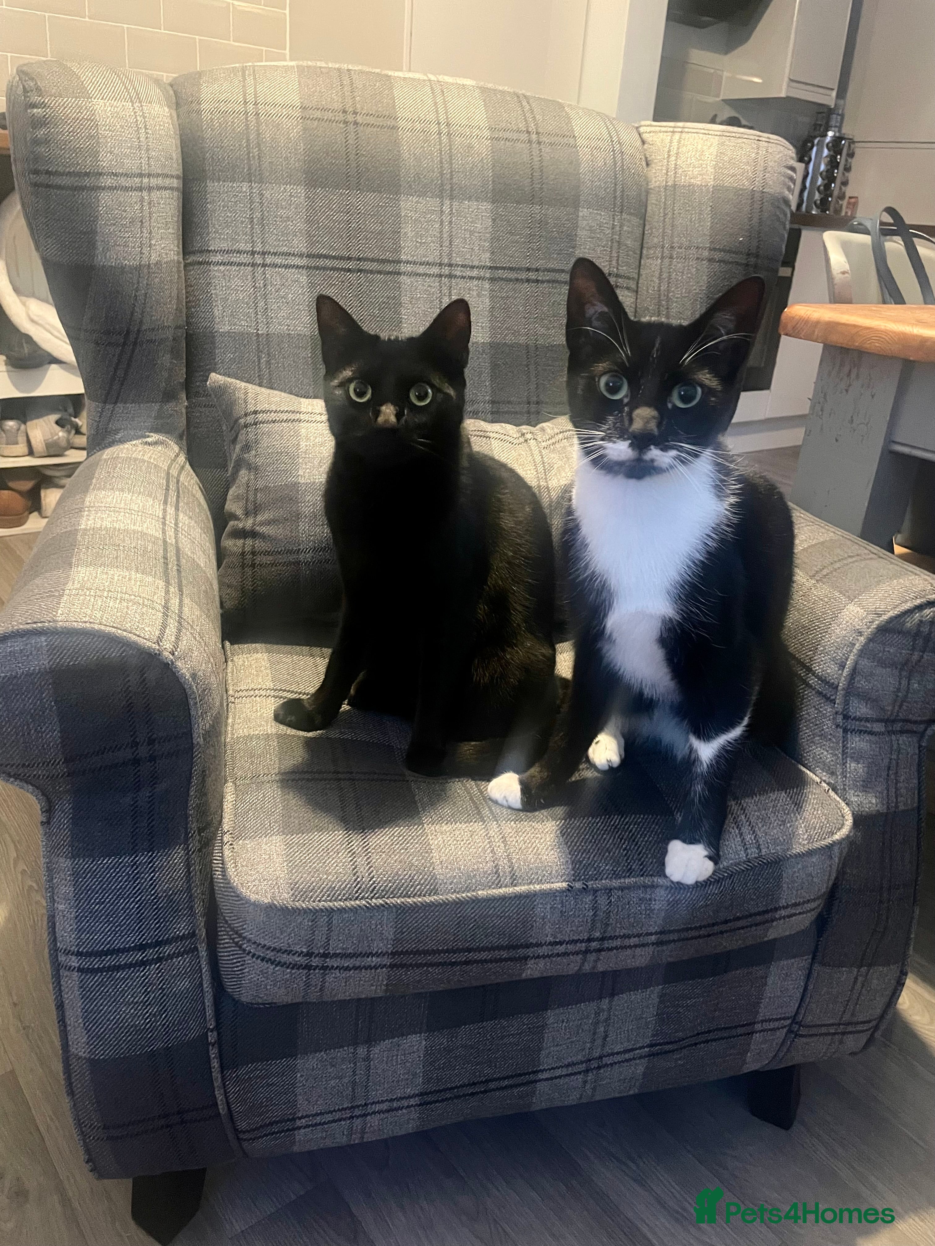 Mixed Breed cats Pair of male house cats - Advert 3