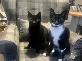 Mixed Breed cats Pair of male house cats - Advert 3