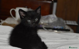 Domestic Shorthair cats for sale: Kittens - Image 6
