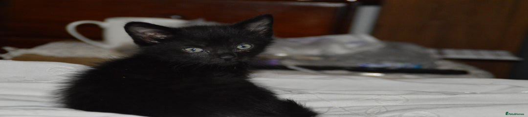 Domestic Shorthair Kitten 2