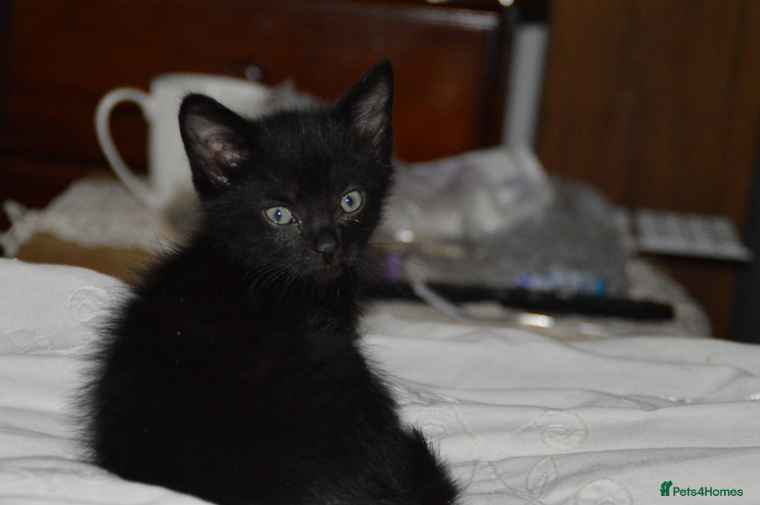 Domestic Shorthair cats for sale: Kittens - Image 6