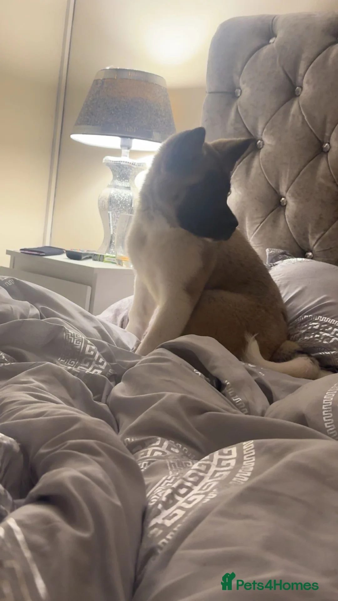 Akita dogs for sale: 15 week old Akita  - Advert 2
