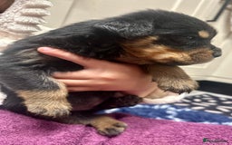 Rottweiler dogs for sale: Stunning Rottweiler puppies 🐶  - Image 8