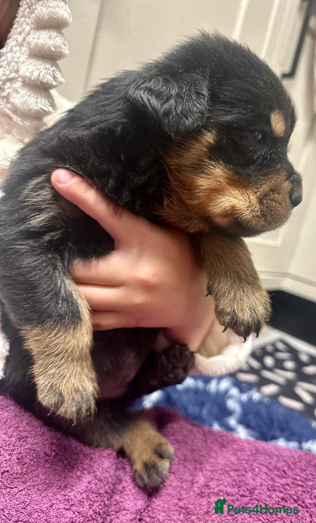 Rottweiler dogs for sale: Stunning Rottweiler puppies 🐶  - Image 8