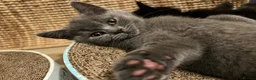 British Shorthair cats for sale: ✨ beautiful black/blue British Shorthair kittens✨ - Advert 10