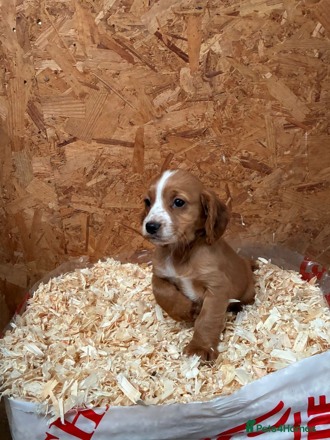 Cocker Spaniel dogs for sale: Working cocker spaniels  - Advert 2