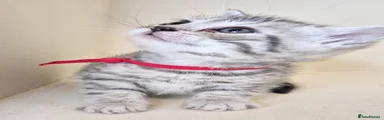 Bengal Kitten 4