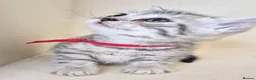 Bengal cats for sale: Bengal X British shorthair - Advert 5