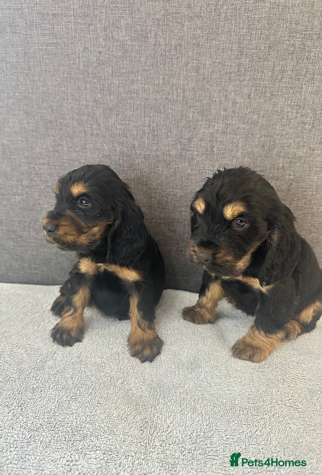 Cocker Spaniel dogs for sale: Beautiful Showtype cocker spaniels - Image 17