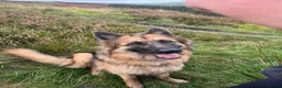 German Shepherd dogs for sale: Bella - German Shepherd looking for a forever home - Advert 9