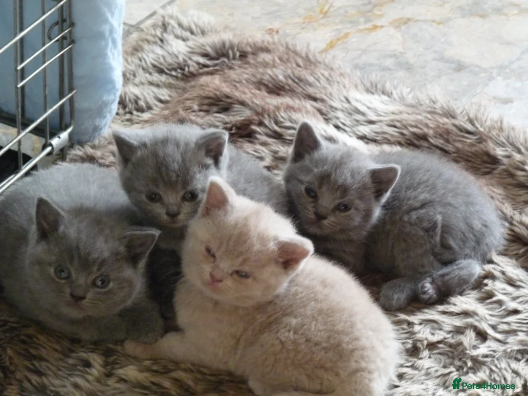 British Shorthair cats for sale: four beautiful british shorthair kittens for sale - Advert 30